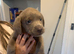 Silver Labrador puppies ready for new homes