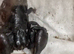 Asian Forest Scorpions for sale