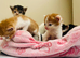Beautiful really social kittens used to kids and dogs