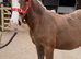 Gorgeous silver dapple with flaxen mane & tail filly