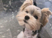 Tiny Biewer terrier puppies