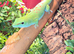 Adult male Madagascan giant day gecko