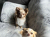 Tiny chihuahua girl for sale