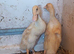 Indian runner duck FEMALES