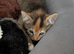 Kitten