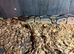 Royal python male 3 years old normal