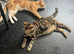 Beautiful kittens