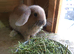 Very Tame mini lop 8weeks