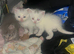 2 British short haired hair kittens for sale