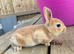 ️️4 week old mini Rex️