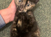 KITTENS READY TO GO