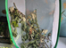 5 spiny stick insects