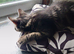 Tabby kitten male