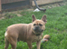 Tan french bulldog