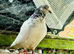 White pigeon