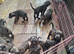 ICCF 8th gen pedigree Cane Corso (ready to leave)