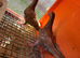 Young Pigeons for Sale
