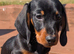 Quality KC Registered & PRA clear puppies from Licensed Breeder