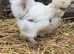 USA Silkie hatching eggs available