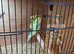 Bonded Pair Helicopter Budgies