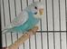 2 young cock budgies