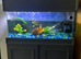 2turtles and tank