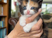Ragdoll cross kittens