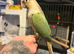 Hand-Reared Conure