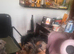 Yorkshire terrier puppies available-vaccinated,chipped & insured