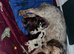 Beautiful working cocker spaniel puppies