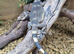 Chuckwalla at Birmingham Reptiles