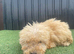 3 beautiful F1B golden doodles ready for new forever homes