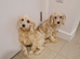 Cockapoo