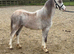 Registered welsh a filly