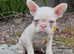 Blue eyed pink frenchies