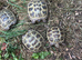 Horsfield baby tortoises for sale