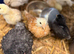 Mixed Breed Chicks For Sale