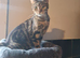 Female cat