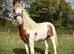 Yearling Cob Gelding to make 13.3+