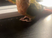 Tame pineapple conure
