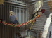 Pearl cockatiel female