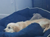 Golden retriever boy