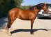 Welsh C 13.2 5 year old.