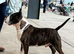 Beautiful English Bull Terrier Puppies