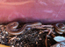 Olive millipedes: Teiodeinopus aoutii