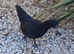 Purebred and mixed breed pullets