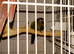Gorgeous Pair Of Tame Conures
