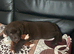 Beautiful Chocolate Labrador Puppies Ready for Loving Homes