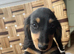 Only 2 left Petite size long haired kc dachshund puppies highly dna tested parents low coefficient %