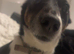 Lovely jack russel